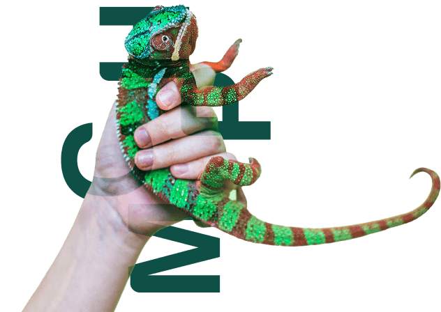 - Digital Marketing Agency in Cebu, Philippines | Modern Chameleon Digital a hand with chameleon and MCPH word