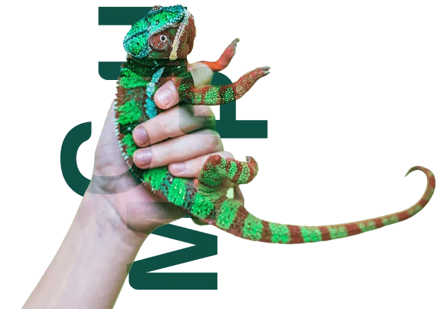 - Digital Marketing Agency in Cebu, Philippines | Modern Chameleon Digital Modern Chameleon on a hand